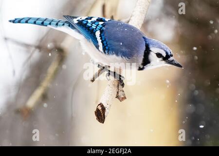 geai bleu dans l'habitat d'hiver Banque D'Images