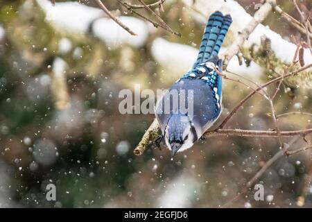 geai bleu dans l'habitat d'hiver Banque D'Images