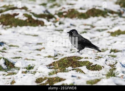 Jackdaw (Corvus monedula) debout sur une pente de fourmis dans la neige Banque D'Images