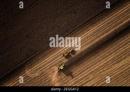 Vue de haut en bas d'une opération de récolte de grain dans le sud de l'Indiana. Tourné avec un drone en regardant droit vers le bas. Banque D'Images