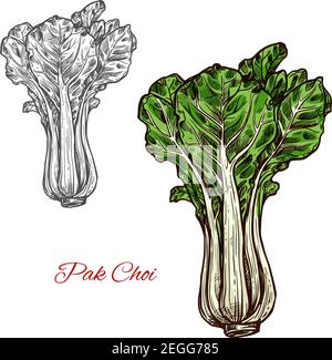 Pak choi salade couleur laitue dessin icône. Vecteur conception botanique de légumes de feuilles de bok choy végétarien de ferme fraîche pour salades de légumes ou d'épicerie Illustration de Vecteur