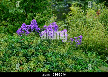 Campanula lactiflora variété de Prichard,Euphorbia stygiana,Azores sphème, arbuste à feuilles persistantes,sphème,sphème,sphème,Euphorbias,feuilles vert pâle,feuillage,flowerin Banque D'Images