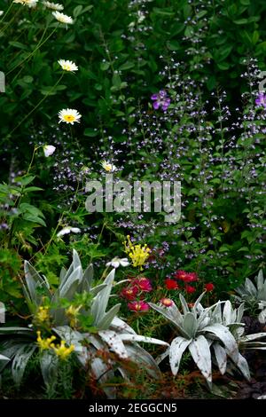 celmisia semicordata david shackleton, Delosperma dyeri,linaria vulgaris peloria,fleur jaune et rouge,fleur,floraison,couvert,succulent,succulent,succulent Banque D'Images