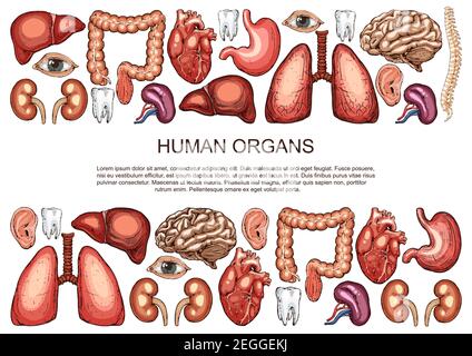L'anatomie du corps humain présente une affiche d'esquisse des organes internes du système digestif, respiratoire et vital. Conception de chirurgie médicale vectorielle du cœur, du cerveau ou des poumons Illustration de Vecteur