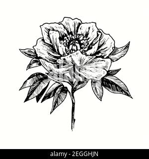 Fleur de pivoine dessinée à la main. Dessin noir et blanc. Illustration Banque D'Images