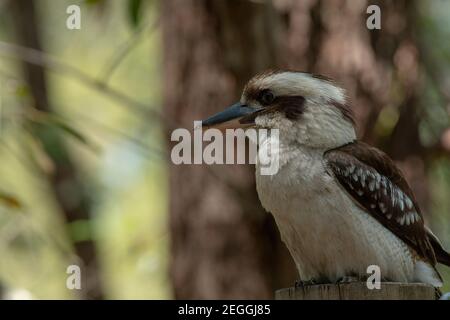 Un oiseau de Kingfisher australien de Kookaburra en plein air lors d'une belle journée ensoleillée Banque D'Images