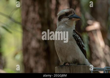 Un oiseau de Kingfisher australien de Kookaburra en plein air lors d'une belle journée ensoleillée Banque D'Images