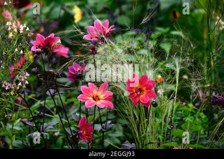 linaria peachy,dahlia Happy single flame,dahlia HS flame,Stipa tenuissima,Feather Grass mexicain,Nassella tenuissima, herbe et dahlia, graminées et dahli Banque D'Images