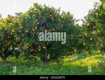 grands vieux orangers pleins de fruits mûrs foyer sélectif coucher de soleil fin de soirée, prise verticale pour l'arrière-plan pour l'espace de copie et la superposition de texte Banque D'Images