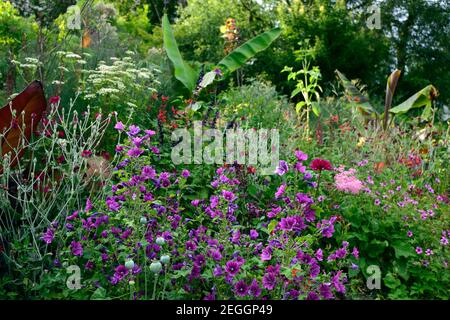 Malva sylvestris ,Lychnis coronaria jardiniers monde, Foenicule vulgare purpuremum,bronze fenouil,salvia fulgens,salvia amistad,ensete ventricosum maure Banque D'Images