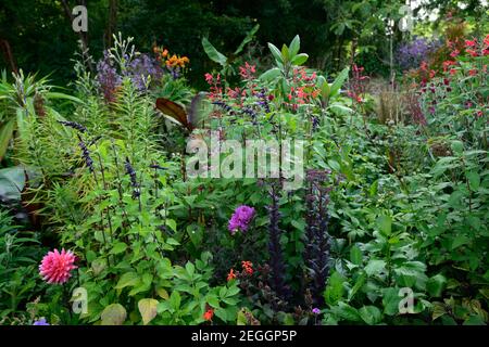 sedum,hylotelephium,sedums,salvia fulgens,salvia amistad,ensete ventricosum maurelii,dahlia,dahlias,feuilles,feuillage,tropical,plante,plantes,plantation,gard Banque D'Images