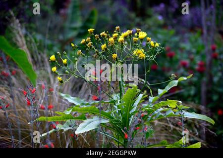 Sonchus palmensis,arbre géant Dandelion,feuilles,feuillage,fleurs jaunes,fleurs jaunes,pissenlits géants,RM floral Banque D'Images