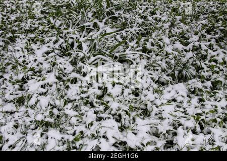 Anomalie météorologique. Chute de neige en mai. Neige fraîche sur les branches en fleurs de l'arbre de cherry Banque D'Images