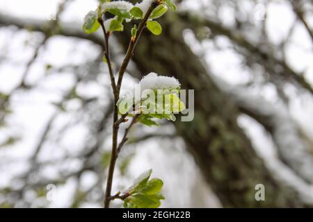 Anomalie météorologique. Chute de neige en mai. Neige fraîche sur les branches en fleurs de l'arbre de cherry Banque D'Images