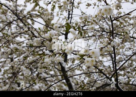 Anomalie météorologique. Chute de neige en mai. Neige fraîche sur les branches en fleurs de l'arbre de cherry Banque D'Images