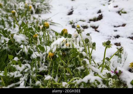 Anomalie météorologique. Chute de neige en mai. Neige fraîche sur l'herbe verte. Banque D'Images