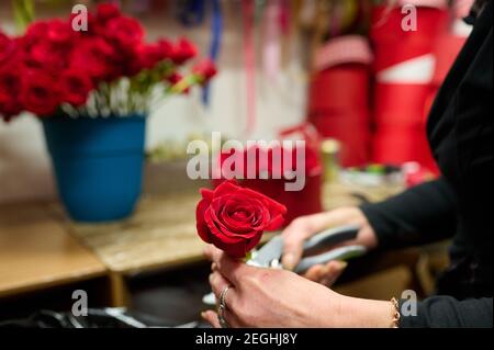 Fleuriste faisant boîte de fleurs avec roses rouges sur la table, roses rouges dans le réservoir sur le fond Banque D'Images