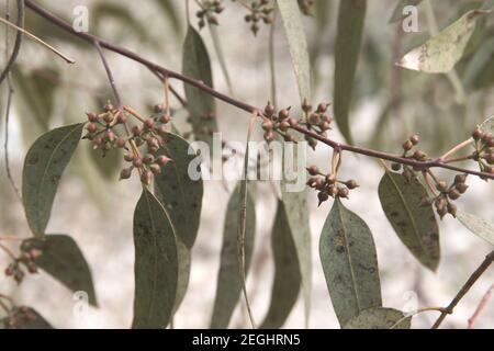 Gros plan de quelques branches d'un eucalyptus avec des feuilles et les bourgeons de ses fleurs Banque D'Images