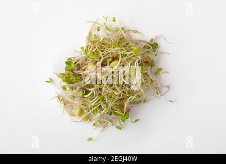 Mélange de pousses sur fond blanc Banque D'Images