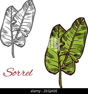 Affiche vecteur d'ostrére à salade. Salade verte comme concept de la nourriture verte végétarienne. Feuilles de salade d'étrel isolées sur fond blanc. Vitamine fraîche et ve Illustration de Vecteur