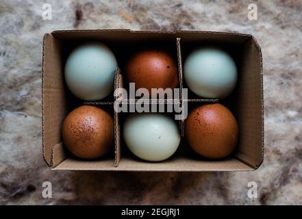 œuf de canard et œufs de couleur brune dans un carton recyclable boîte Banque D'Images