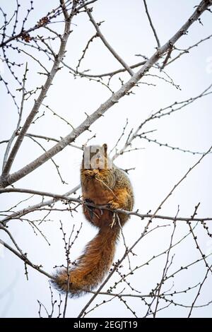 Écureuil de renard de l'est (Sciurus niger) manger de jeunes bourgeons d'arbre, assis bien en bas dans de petites branches à peine en mesure de tenir son poids, Castle Rock Colorado USA. Banque D'Images