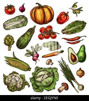 Les légumes et les légumes naturels esquissent des icônes isolées. Citrouille vectorielle, avocat et poivre, salade de laitue et chou-fleur ou champignon, poireau d'oignon vert Illustration de Vecteur