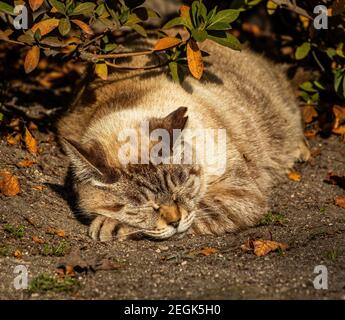 Le chat blanc dort paisiblement avec sa tête reposant sur ses pattes, face à la caméra, avec ses yeux fermés, dans un parc, dans la ville de Kagoshima, au Japon. Banque D'Images