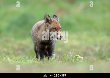 Le renard rouge est le plus grand des renards véritables et l'un des membres les plus largement distribués de l'ordre Carnivora. Banque D'Images