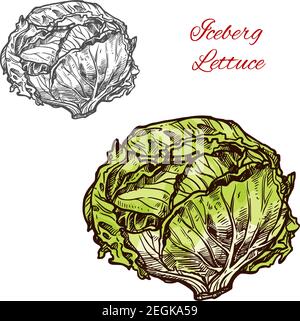 Dessin de vecteur végétal de laitue iceberg verte. Conception botanique de légumes végétariens pour la nourriture de salade ou l'agriculture naturelle saine et biologique de ferme pr Illustration de Vecteur