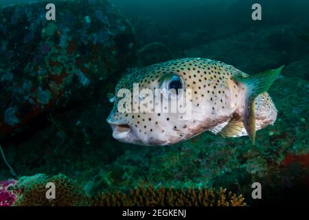 Un burrfish sur un récif tropical sombre et vert Banque D'Images