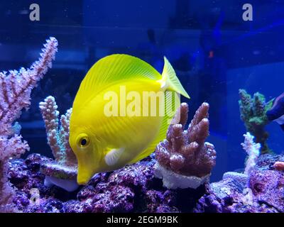 Tang jaune, poisson hawaïen - ( Zebrasoma flavescens ) Banque D'Images