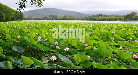Loteries Komarova aux pétales rose clair et aux gouttes d'eau. Extrême-Orient, Russie