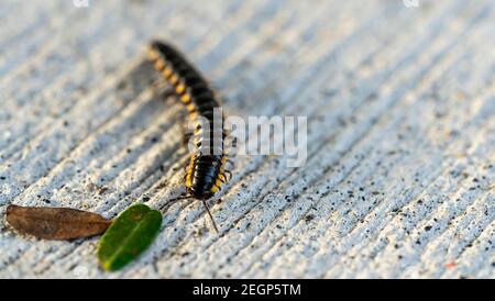 Le millipede correspondant, le millipede marche au sol Banque D'Images