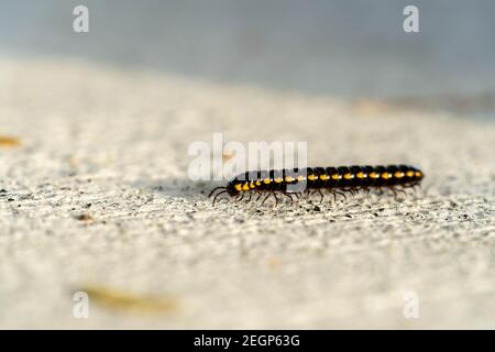 Le millipede correspondant, le millipede marche au sol Banque D'Images