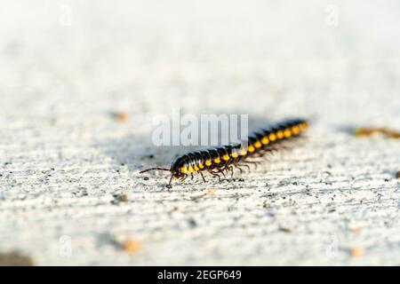 Le millipede correspondant, le millipede marche au sol Banque D'Images