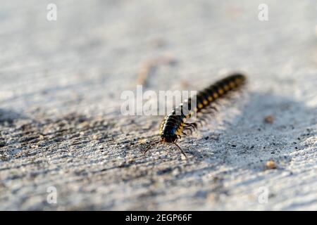 Le millipede correspondant, le millipede marche au sol Banque D'Images