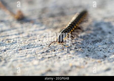 Le millipede correspondant, le millipede marche au sol Banque D'Images