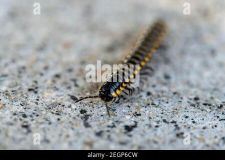 Le millipede correspondant, le millipede marche au sol Banque D'Images