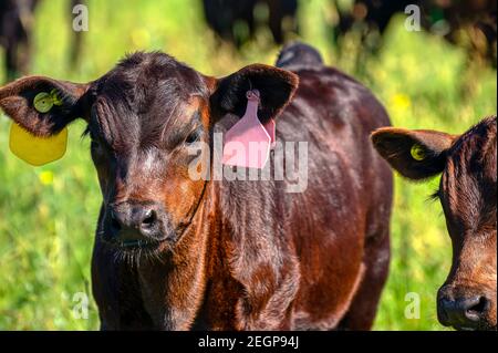 Les veaux Black Angus se broutent sur un pré vert. Banque D'Images