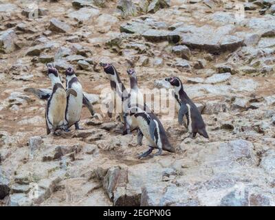 Pingouins Humboldt dans les îles Ballestas, également connu sous le nom de galapagos de l'homme pauvre Banque D'Images