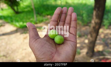 Fruit à haute fibre de Ziziphus mauritiana ou Jujube indien tenant à la main avec un arrière-plan flou. Fruits verts non mûrs en gros plan. Banque D'Images