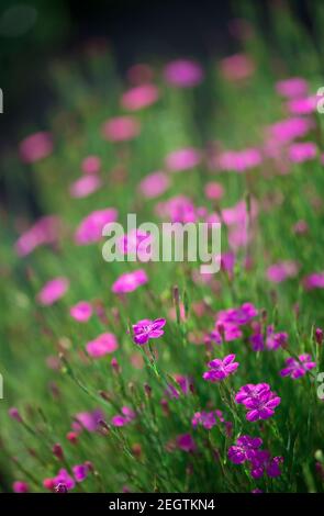 Dianthus deltoides rouge brillant ou fleurs de carnation avec vert Banque D'Images