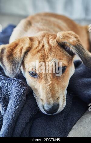 Un joli chien aux cheveux rouges avec des oreilles suspendues est allongé sur le canapé sur une couverture. Banque D'Images