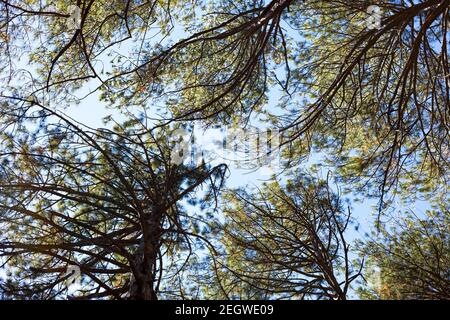 Un motif de couronnes et de branches d'arbre contre le ciel. Vue de dessous. Banque D'Images