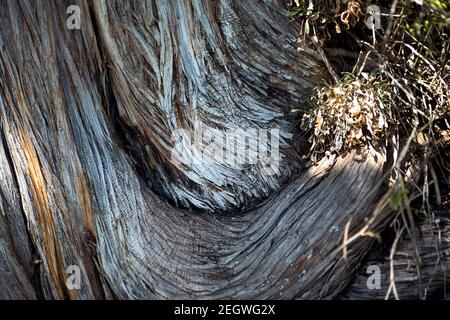 La texture d'un tronc d'arbre de genévrier sec. Tronc incurvé avec fibres et couches. Écologie, fond naturel, espace de copie. Écosystème Banque D'Images
