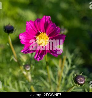 Fuchsia rose Mexique aster cosmétique fleur sur vert flou nature arrière-plan Banque D'Images