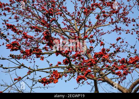 Soie fleur de coton également connu sous le nom de Bombax Ceiba, Shimul. Fleurs de printemps du Bangladesh. Banque D'Images