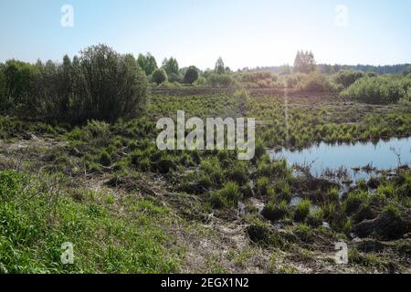 Billabong de rivière Sherna, Russie. Paysage avec des défenses, petit plan d'eau naturel, herbe, buissons, arbres à l'horizon. Printemps Banque D'Images