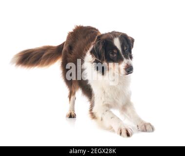 Australian shepherd in front of white background Banque D'Images